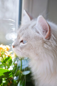 Close-up of cat looking away