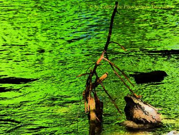 High angle view of leaf floating on water