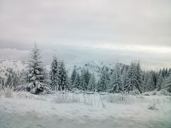 Bare trees on snow covered field