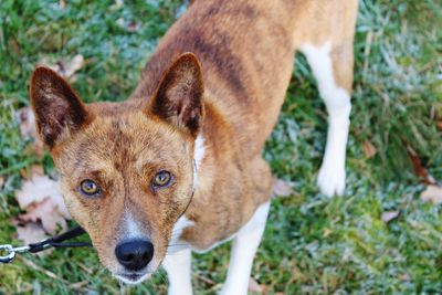 Close-up portrait of dog