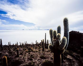 Cactus growing on wooden post by sea against sky