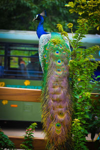 Close-up of peacock