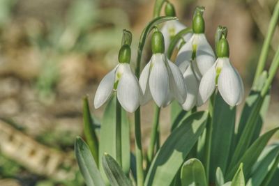 Close-up of white flowering plant on field