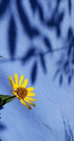 Close-up of yellow flowering plant