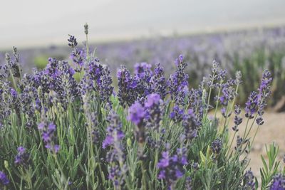 Close-up of purple flowering plants on field