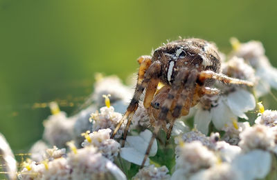 Close-up of insect on flower