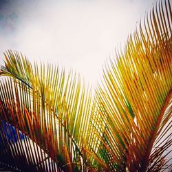 Close-up of palm tree against sky