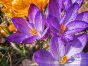 Close-up of purple crocus flowers