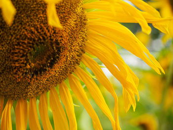 Close-up of sunflower