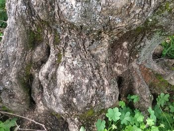 Close-up of tree trunk