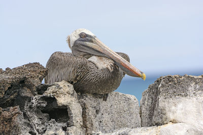 Brown pelican perched on a rock showing its inner eyelid on santa cruz island in the galapagos