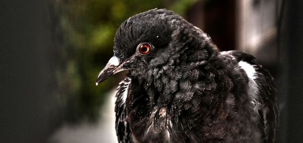 Close-up of bird