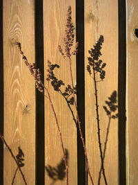 Close-up of wooden fence against wall