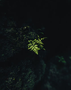 High angle view of plant at night