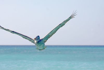 Close-up of bird flying over sea against clear sky