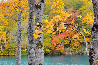 Autumn leaves on tree trunk