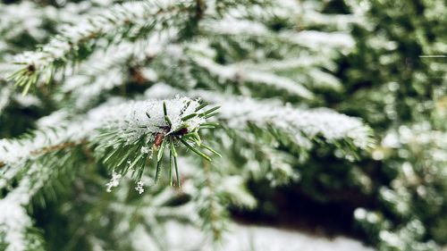 Close-up of pine tree during winter