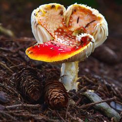 Close-up of mushroom growing on field