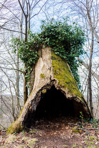 Trees growing in forest