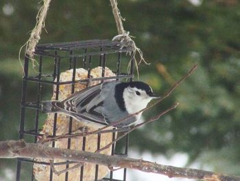 Close-up of bird perching on feeder