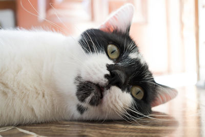 Portrait of cat relaxing on floor at home