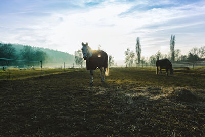 Horse on field against sky