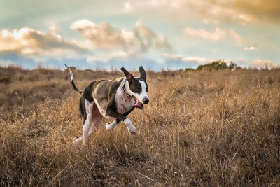 Dogs running on field against sky