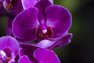 Close-up of pink orchids