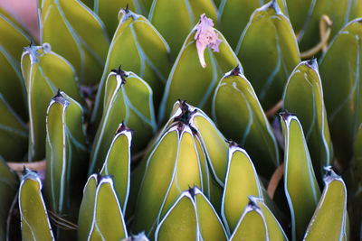 Close-up of insect on plant