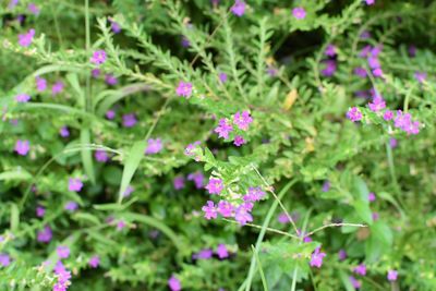 Close-up of pink flowers blooming outdoors