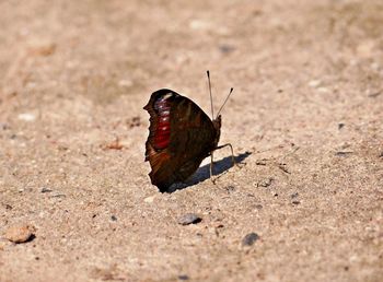 Butterfly on a flower