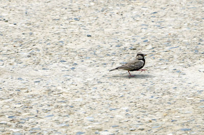 High angle view of bird perching on wall