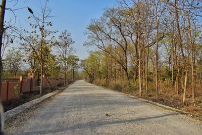 Empty road along trees