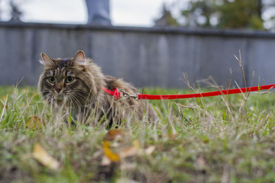 Close-up of cat sitting on grassy field
