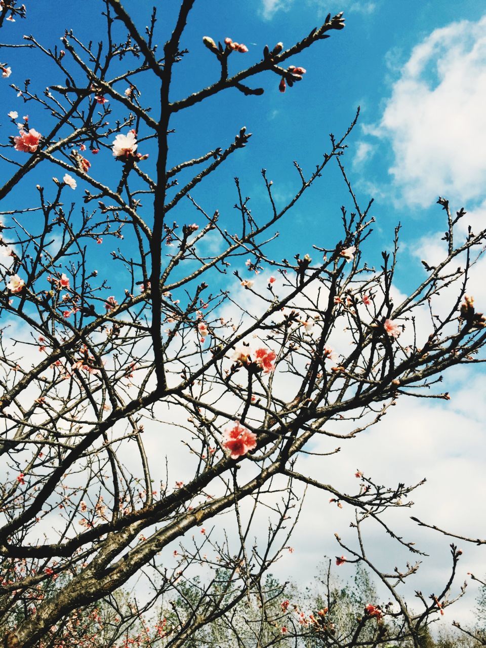 nature, tree, low angle view, branch, beauty in nature, growth, sky, outdoors, no people, springtime, day, blossom, close-up, freshness