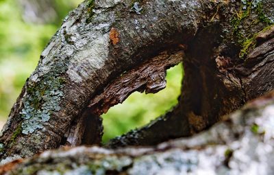 Close-up of tree trunk