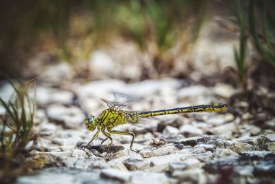 Close-up of dragonfly on rock