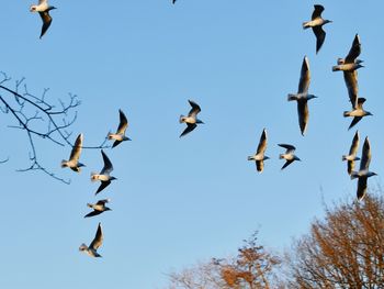 Low angle view of birds flying against clear sky