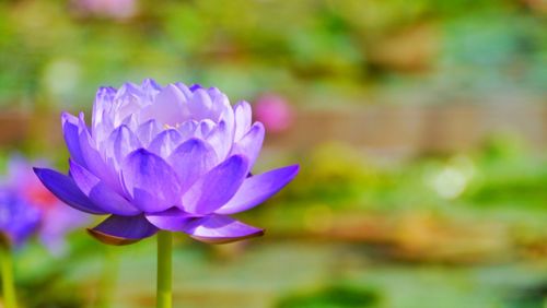 Close-up of purple water lily