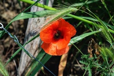 Close-up of red poppy on plant