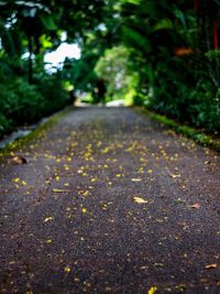 Close-up of road amidst trees during autumn