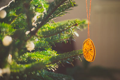 Close-up of christmas decoration hanging on tree