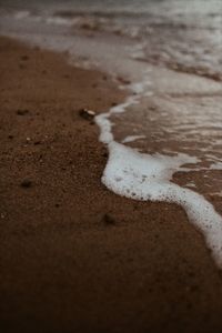 High angle view of starfish on beach