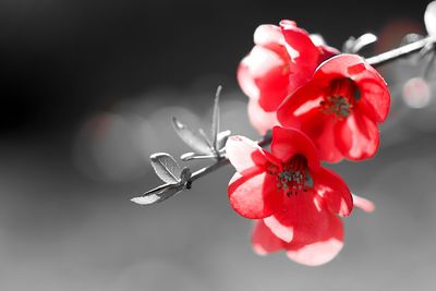 Close-up of red flowering plant