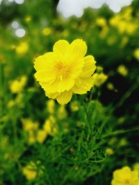 Close-up of yellow flower blooming in garden