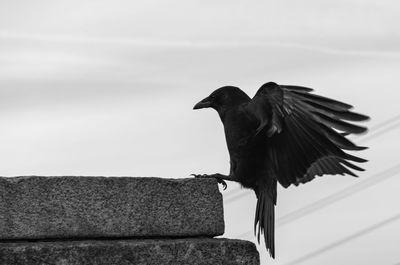 Low angle view of bird on wall against sky