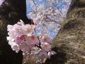 Low angle view of pink flowers blooming on tree