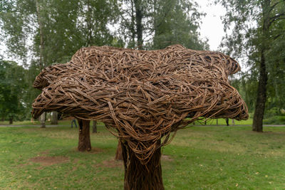 Close-up of tree trunk on field in forest