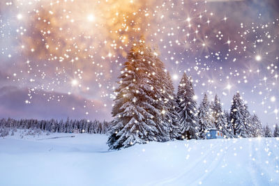 Scenic view of pine trees against sky during winter