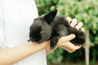 Midsection of person holding cat